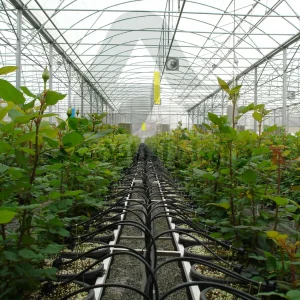 پروژه-های-گلخانه-توسط-شرکت-نوآوران-آیدا-پلاستیک-16